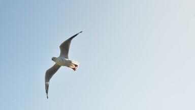 How is Ocean Waste Tricking Seabirds?