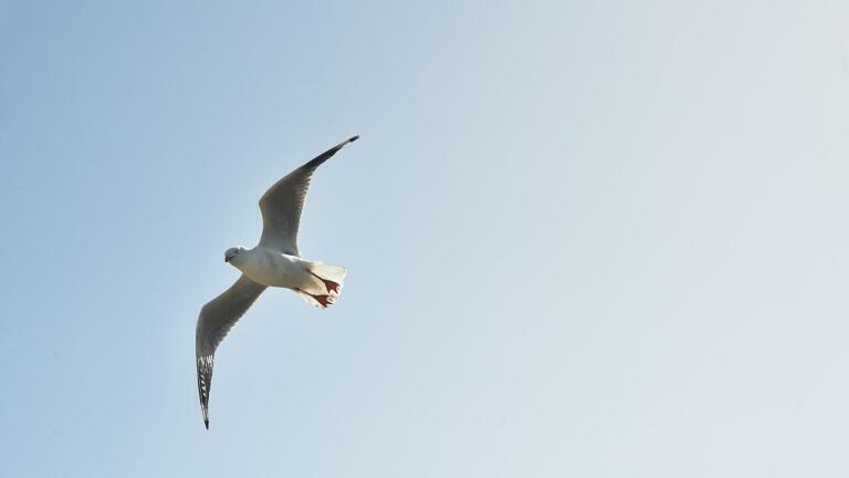How is Ocean Waste Tricking Seabirds?