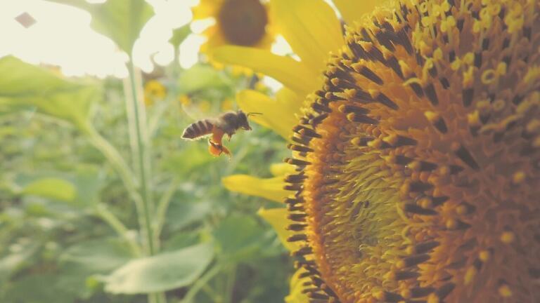 Are We Heading Towards a Ban on Bee-Harming Pesticides?