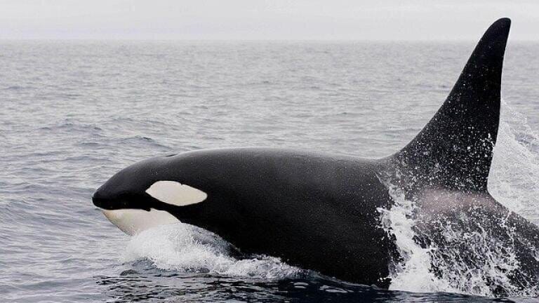 What Killed Lulu the Whale?