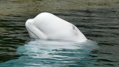 How Is an Oil Pipeline Threatening Endangered Whales?