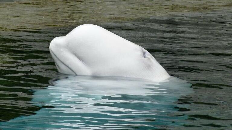How Is an Oil Pipeline Threatening Endangered Whales?