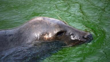 How Is Shipping Affecting Seals?