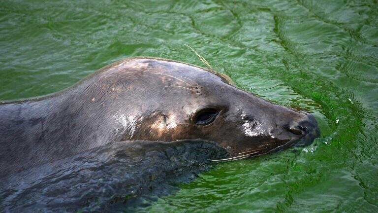 How Is Shipping Affecting Seals?