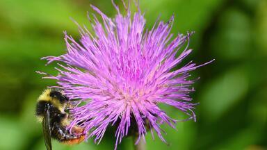 Are We on the Brink of a Drastic Bee Decline in 2017?