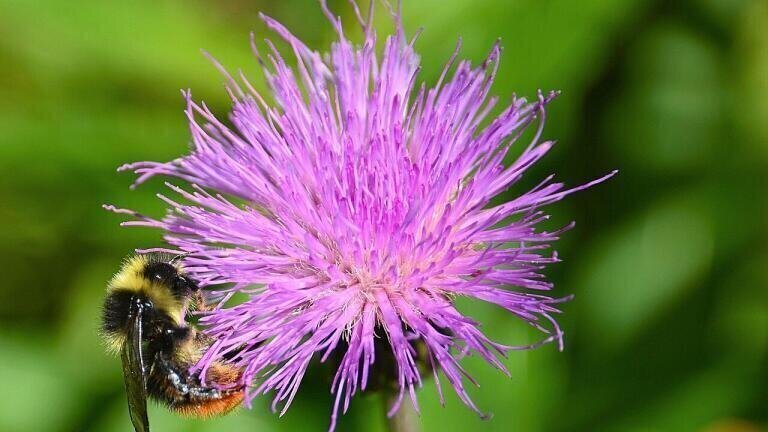 Are We on the Brink of a Drastic Bee Decline in 2017?