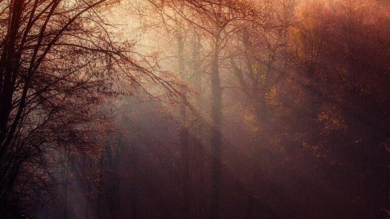 Do We Have More Forests Than We Thought?