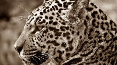 Would Trump's Wall Affect Wildlife?