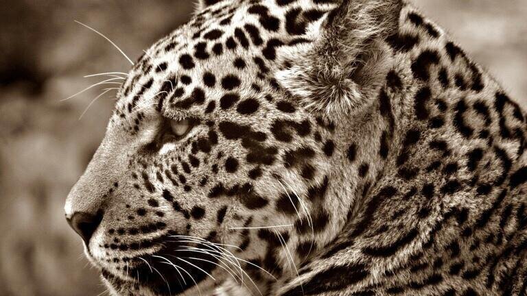 Would Trump's Wall Affect Wildlife?