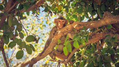 How Many New Trees Are Being Planted in India?