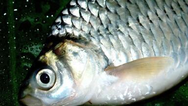Can Male Fish Lay Eggs?