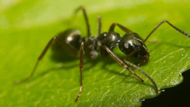 How Do Ants Help Plants Grow?
