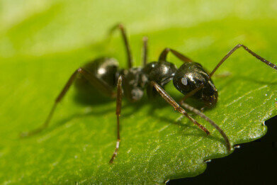 How Do Ants Help Plants Grow?