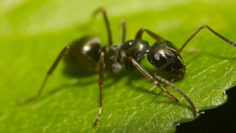 How Do Ants Help Plants Grow?