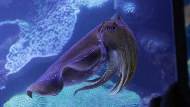 Why Are Foreign Fish Coming to the UK?
