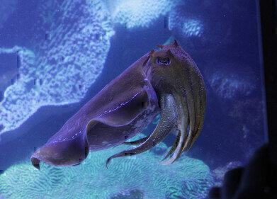 Why Are Foreign Fish Coming to the UK? Envirotech Online