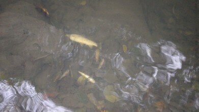 United Utilities fined £666,000 for Polluting River with Raw Sewage