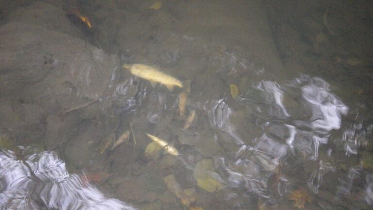 United Utilities fined £666,000 for Polluting River with Raw Sewage