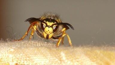 What's the Point of Wasps?