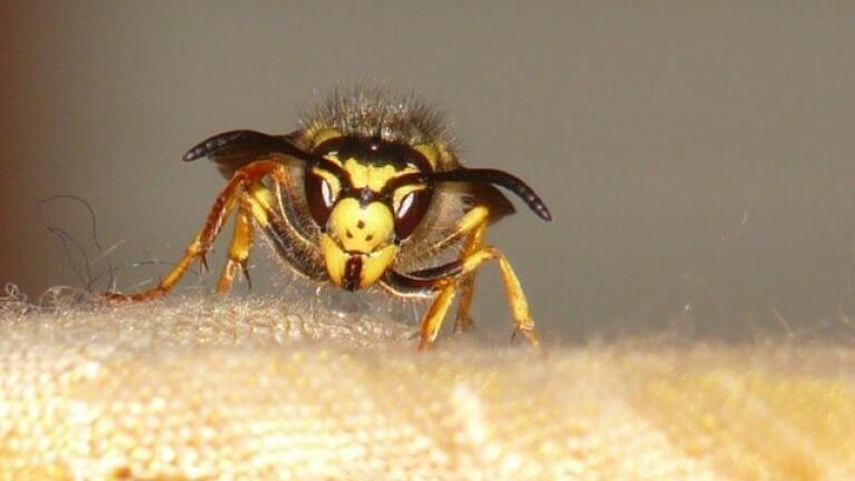 What's the Point of Wasps?