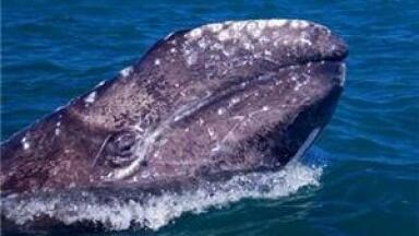 Carbon emissions 'turning ocean water acidic'