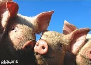 Irish pig farmers' fears over environmental legislation