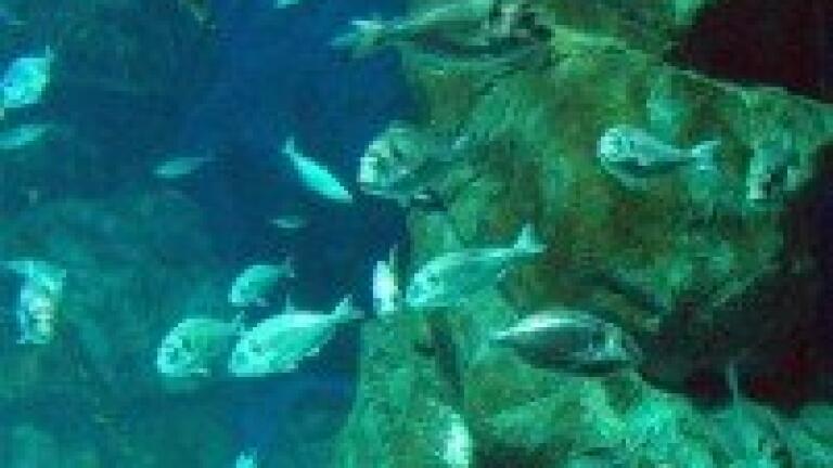 Robotic fish to monitor water quality