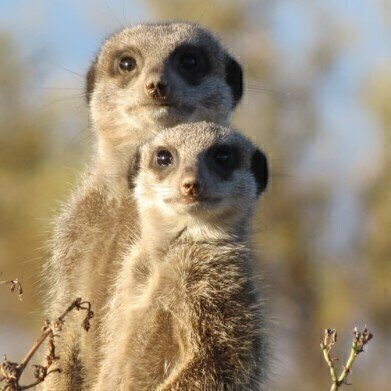 Comparing Meerkats? — Chromatography Can Help