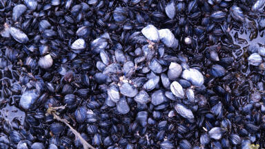 Can Mussels Monitor Pollution?