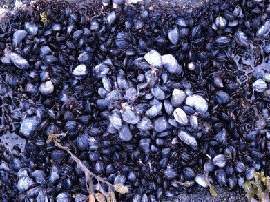 Can Mussels Monitor Pollution?