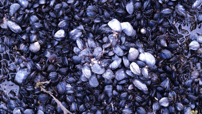 Can Mussels Monitor Pollution?