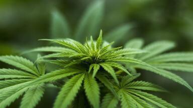 How Does Marijuana Farming Impact the Environment?