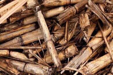 Can Sugarcane Produce Jet Fuel?