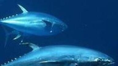 EA investigating water quality after fish deaths in north-east England