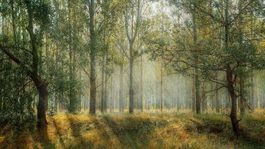 Should We Plant Forests to Tackle Climate Change?