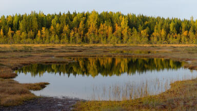 Are Peatlands Important for the Environment?