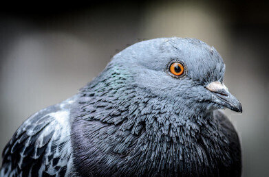 How Can Pigeons Help with Air Monitoring?