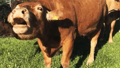 New Research Shows Ground-breaking Reduction in Greenhouse Gas EmissionsFrom Livestock
