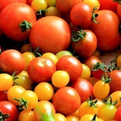 Are Tangerine Tomatoes Healthier than Red Tomatoes? — Chromatography investigates