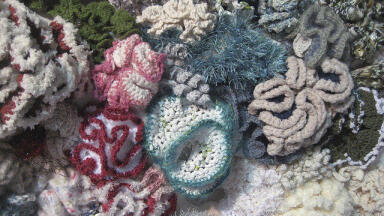 Do Our Coral Reefs Need a Sun Shield?
