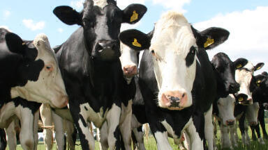 Livestock diet research shows dramatic GHG reduction