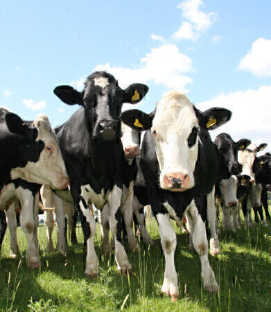 Livestock diet research shows dramatic GHG reduction