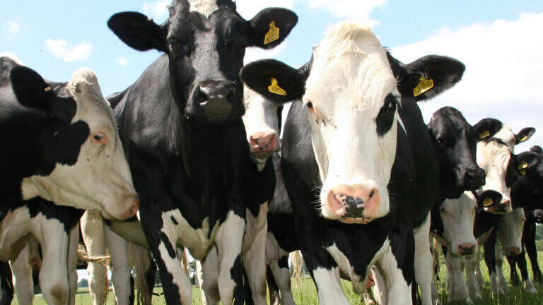 Livestock diet research shows dramatic GHG reduction