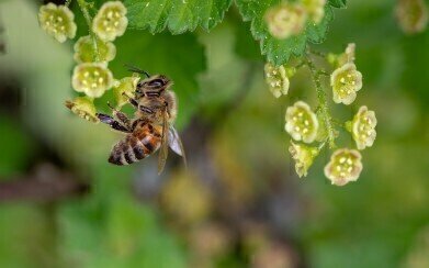 Have the EU Finally Banned Bee-Harming Pesticides?