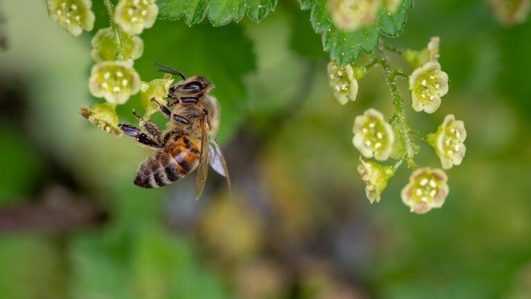 Have the EU Finally Banned Bee-Harming Pesticides?