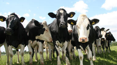 Livestock research shows significant reduction in greenhouse gas