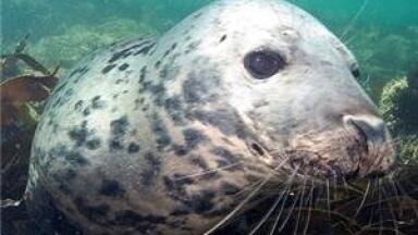 Baltic Sea's water quality 'under threat from St Petersburg'