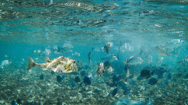 How Has Belize Preserved its Barrier Reef?