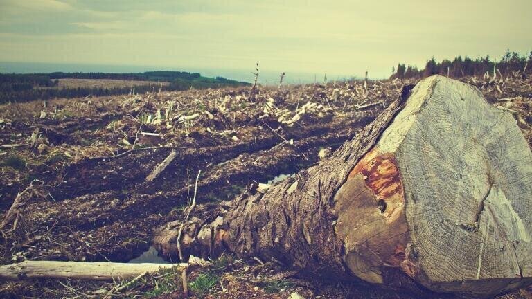 How Fast Are We Losing Trees?