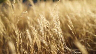 Will UK Heatwaves Become the Norm?